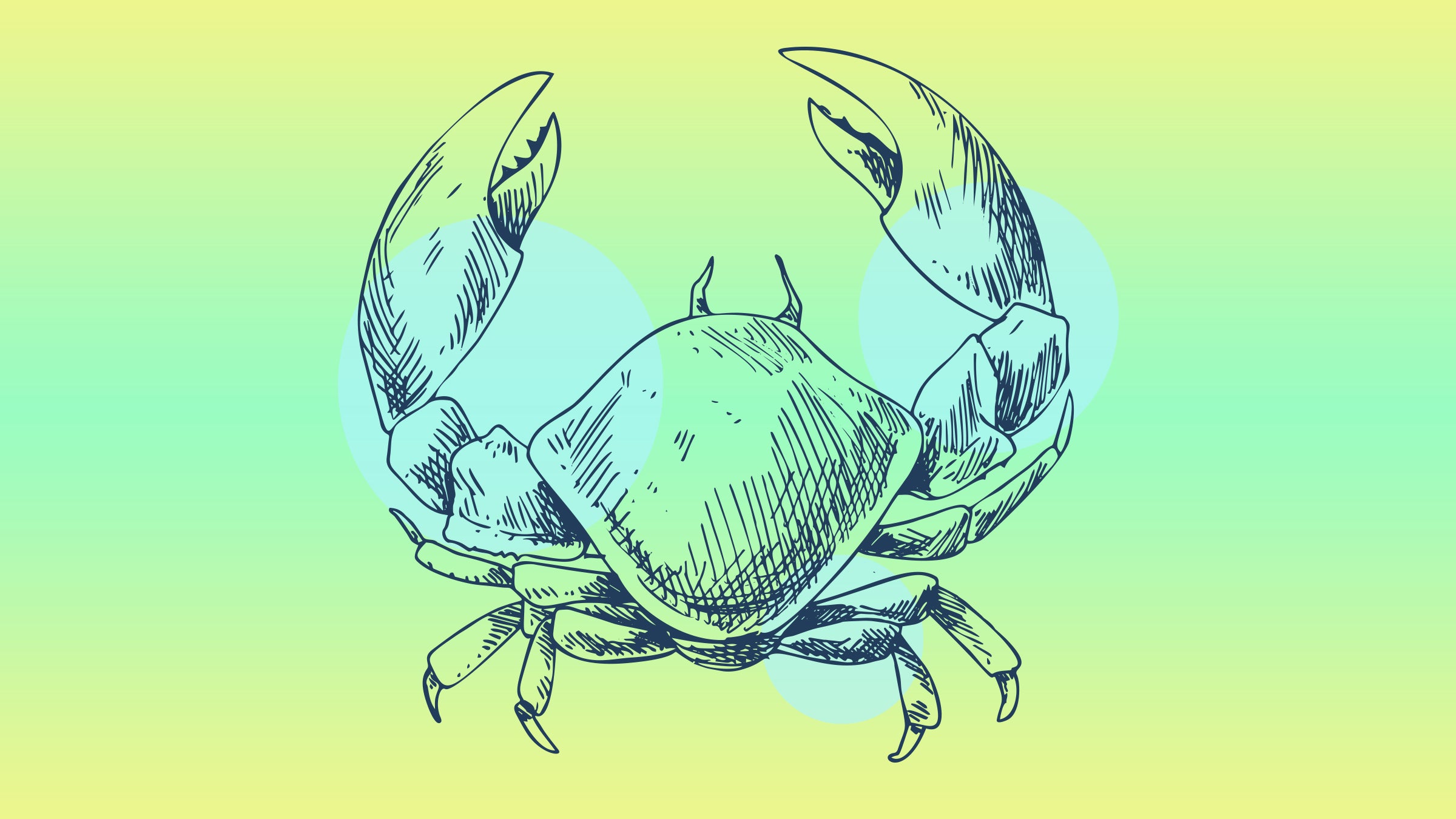 We've cracked it! A Dungeness crab, that is. Check our step-by-step visual guide to easily extracting tasty morsels of crab from its armor-like exterior.