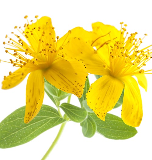 John's Wort"