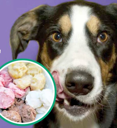 Best yogurt hotsell for dogs