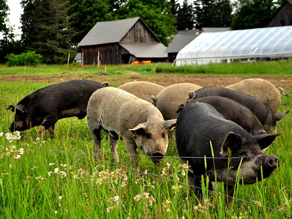Bluestem-Pastured-Pigs