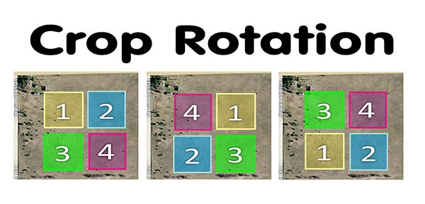Crop-Rotation-Map A map of crop rotations. To outsmart pests and disease, cabbage and carrots grown at Bluestem Farm are rotated on plots throughout the garden.