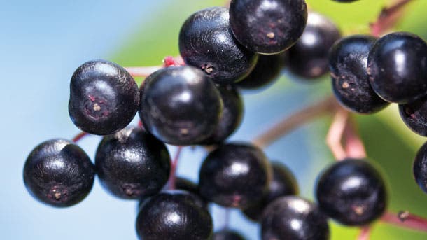 Berries-shutterstock_168237563