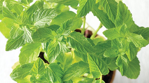 CLEAN-EATING-4.27.1524014-cilantro