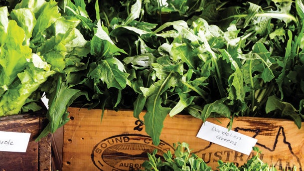 Dandeliongreens