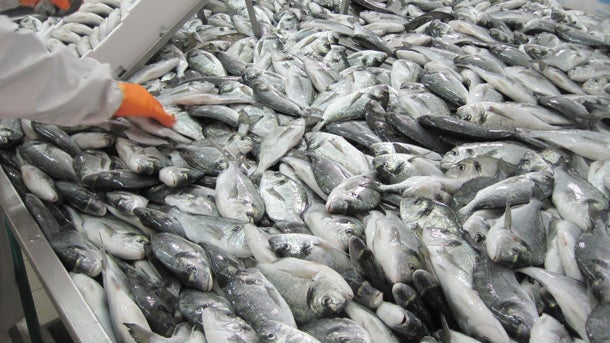 farmed-fish