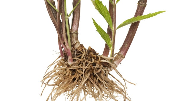valerian-root