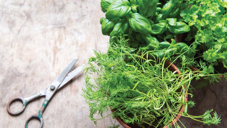 CE68 Kate Gegan Fresh Herbs-Web None