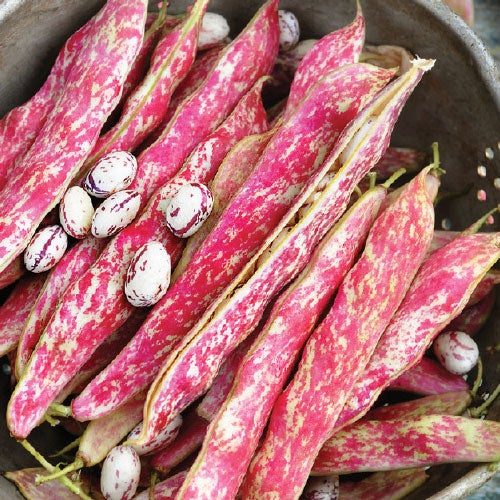heirloom cranberry beans