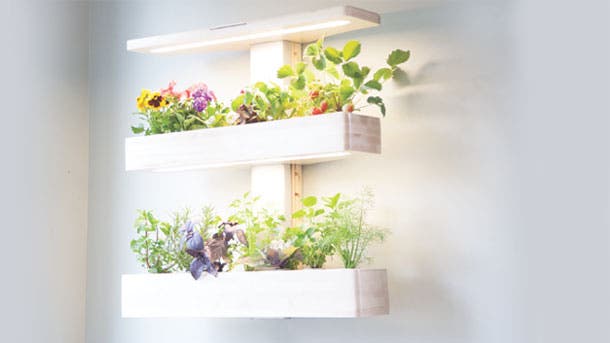 Wall Garden for indoor gardening