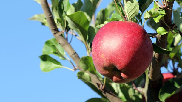 All About Apples