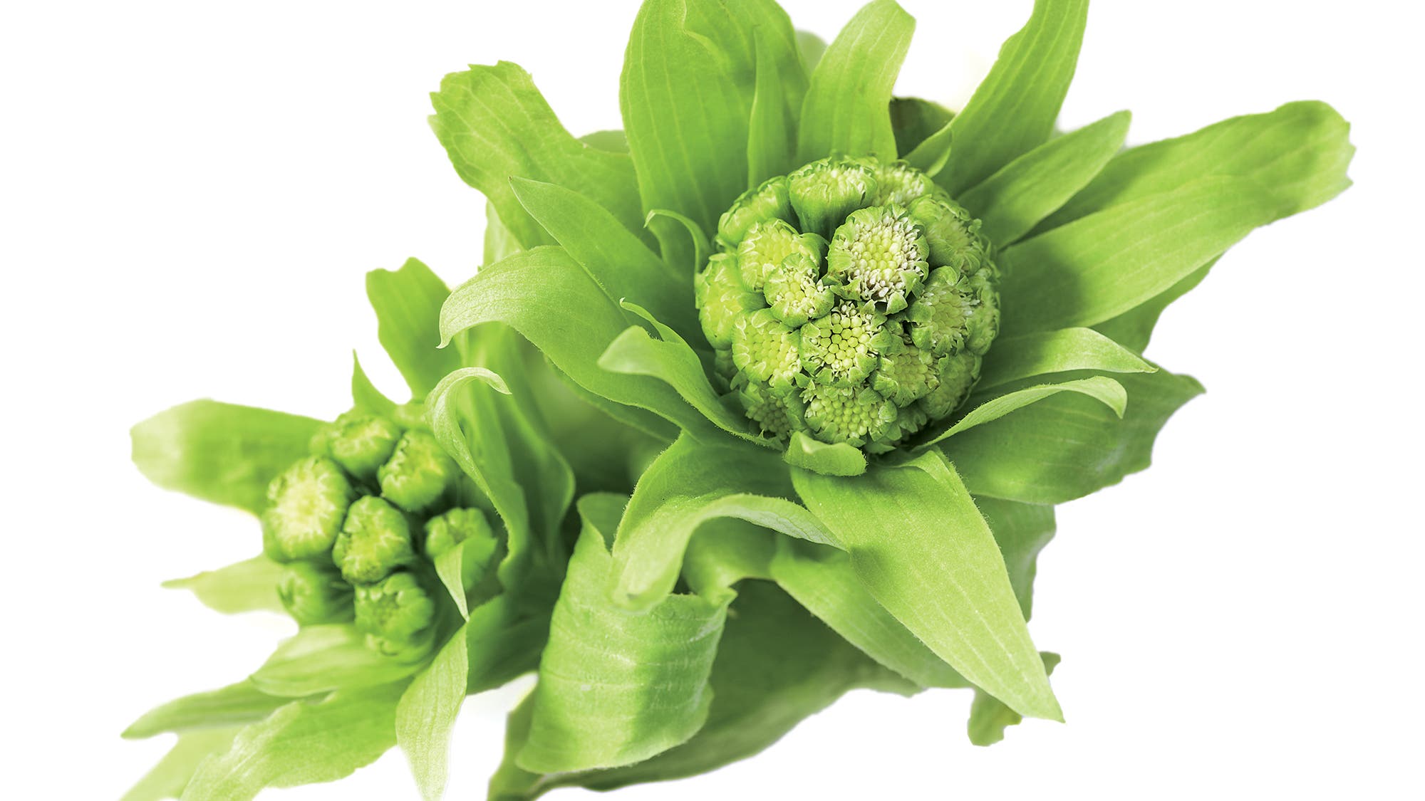 CE68 Complements-BUTTERBUR-Web None