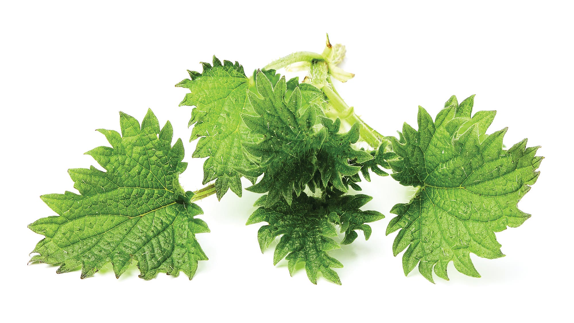 CE68 Complements-STINGING NETTLE-Web None
