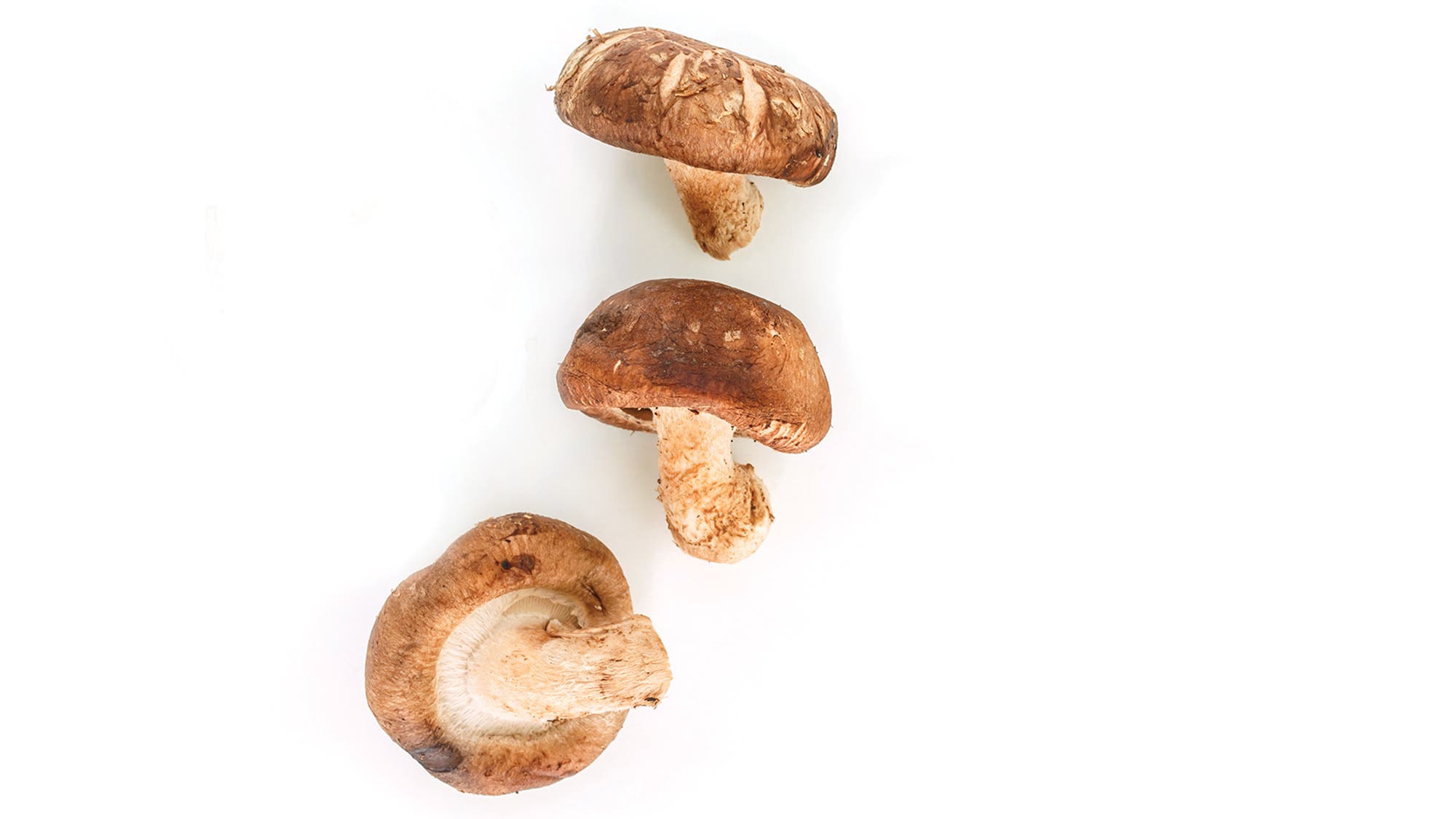 KATE_Mushrooms_Ang Intaravichian 69 web