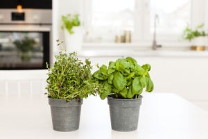 Our Guide to Cooking With Fresh Herbs