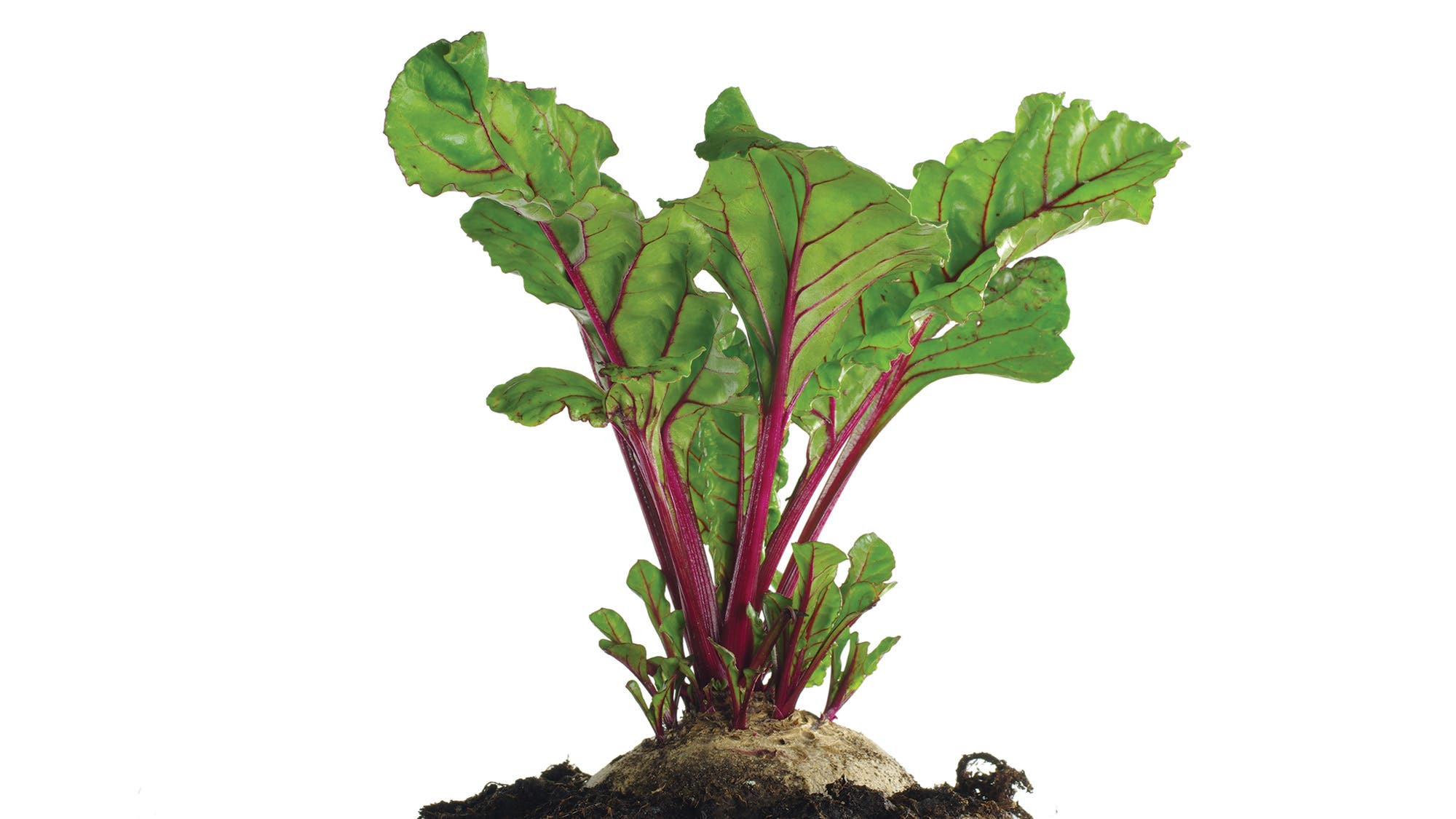 Food-Trends_beet-top-insert_Krasowit-75-web Beet Top