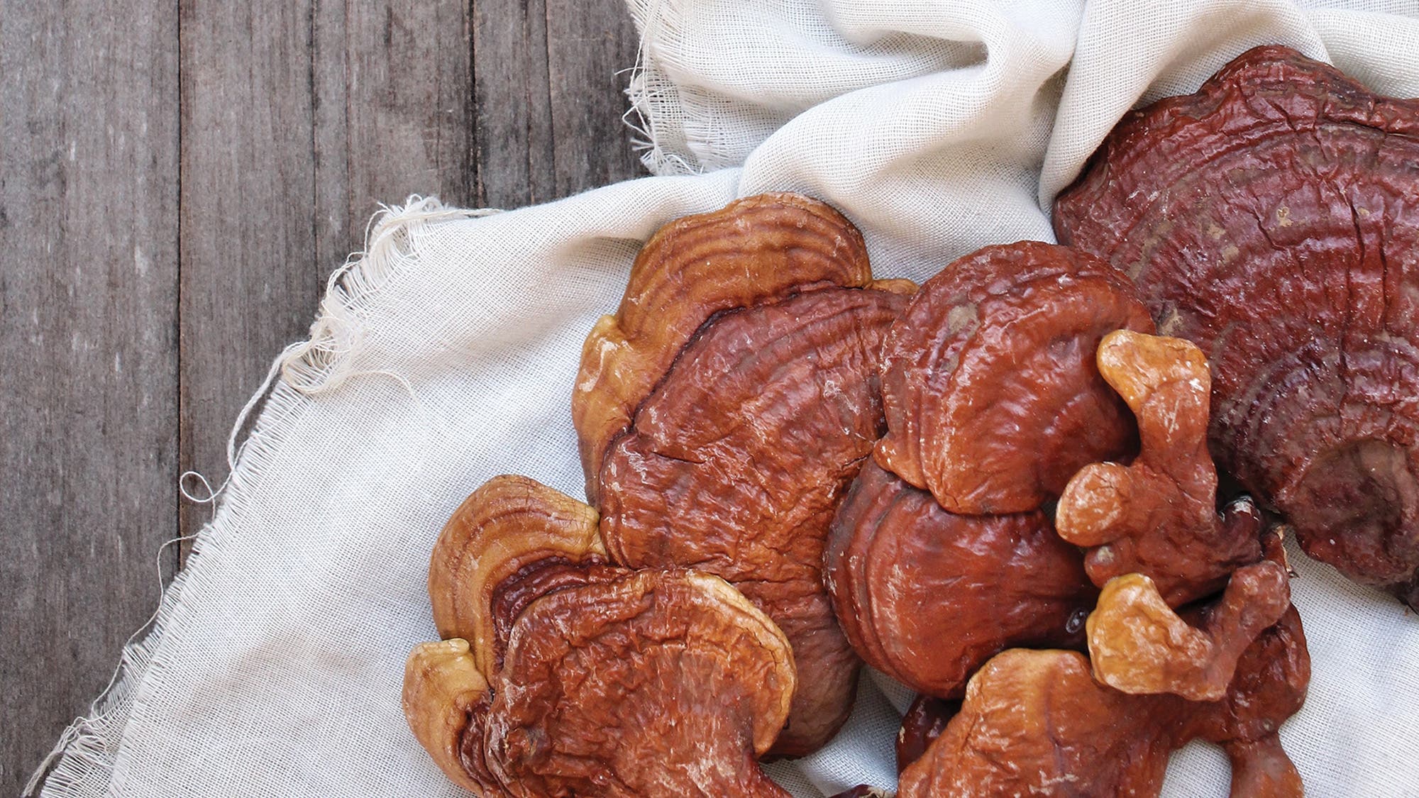 Food-Trends_reishi-mushrooms-insert_successo-images-75-web Reishi mushrooms