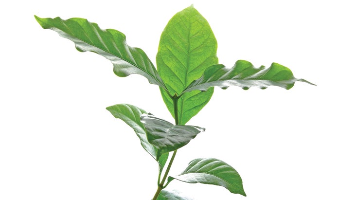 Coffee Leaf