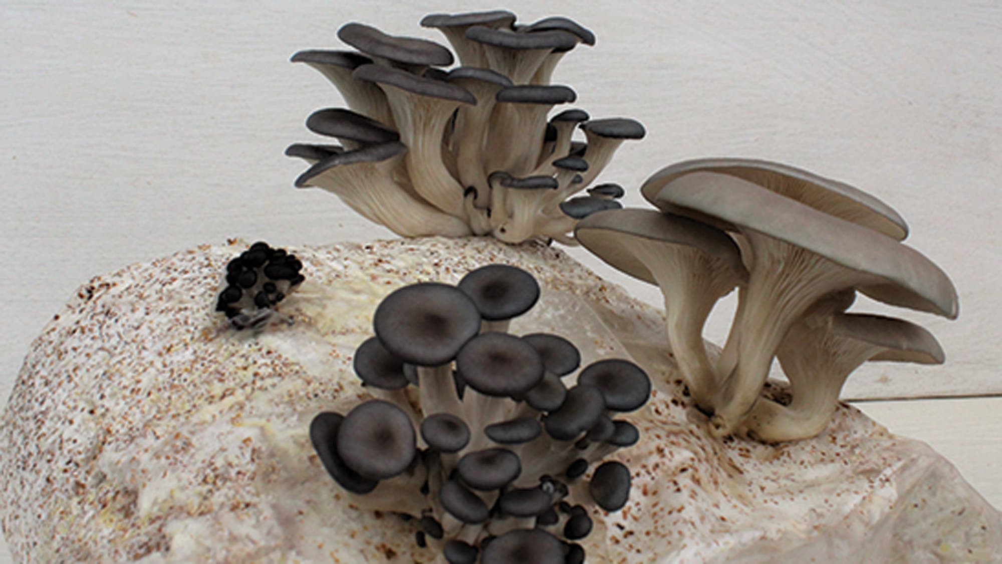 Cascadia Mushrooms Organic Oyster Mushroom Grow Kit