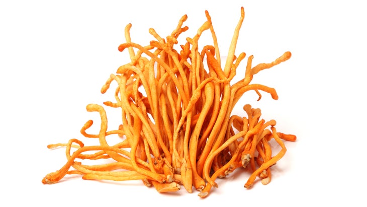 Complements_Om-Cordyceps_jiangdi_83-WEB None