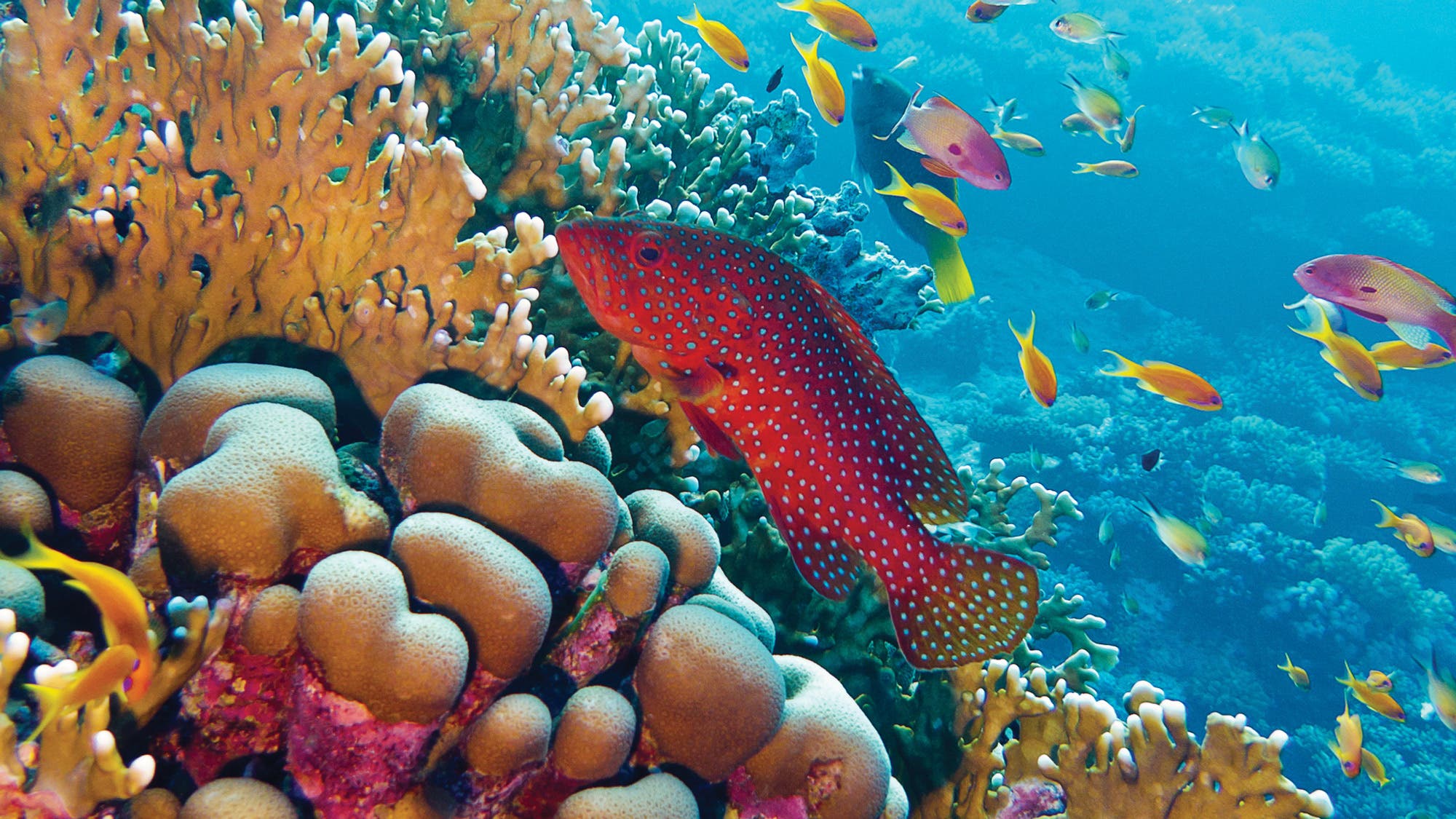 BNB_Coral-Reef_84-web Coral Reef Climate Countdown