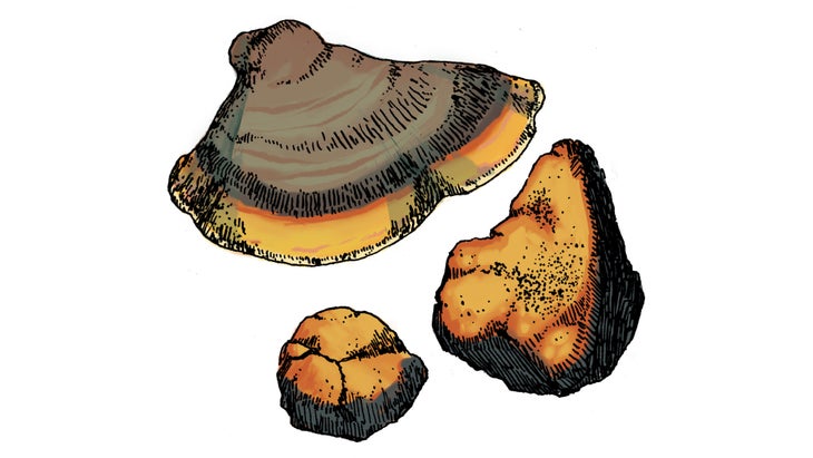 Comp_Chaga_84-web Chaga