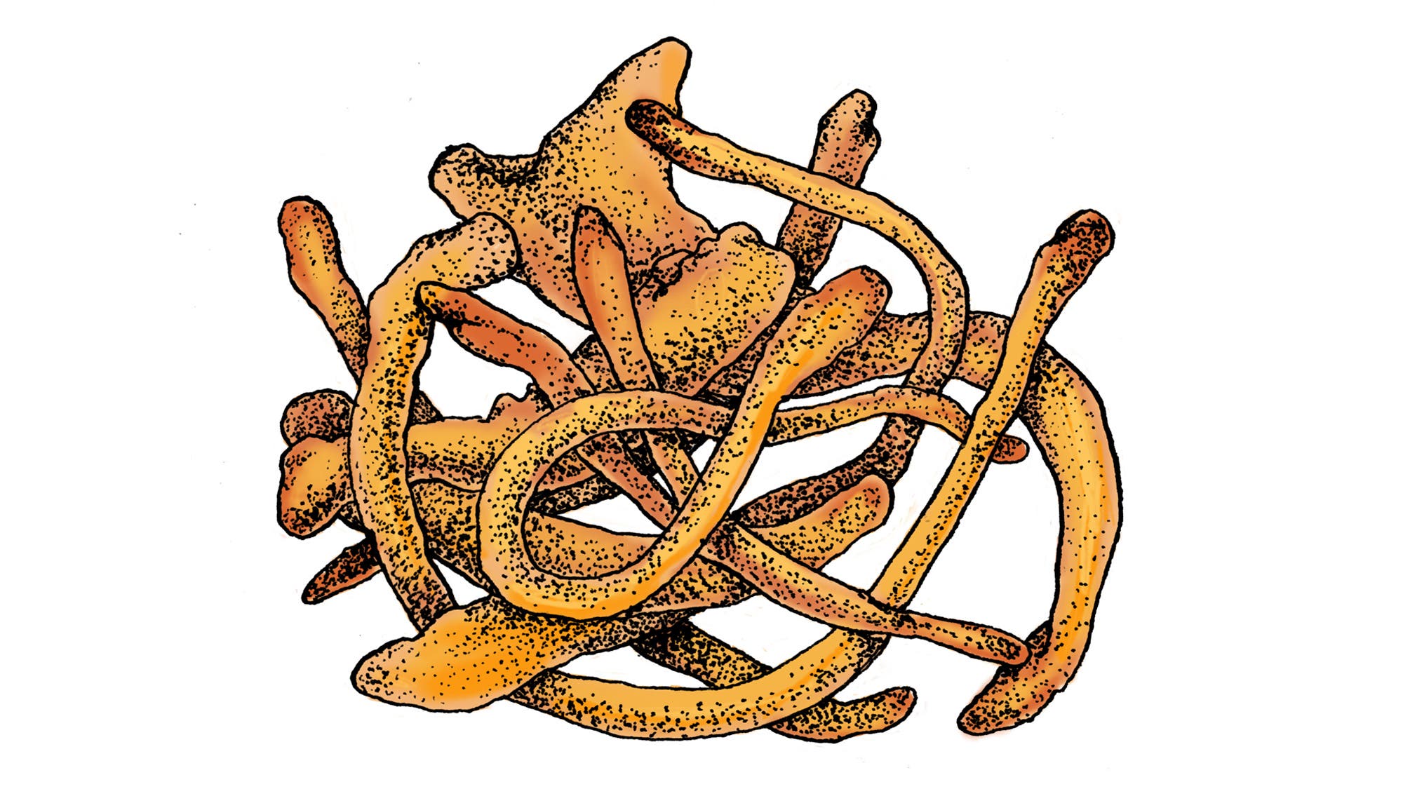 Cordyceps