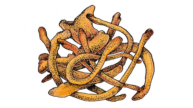 COMP_Cordyceps_84-web Cordyceps