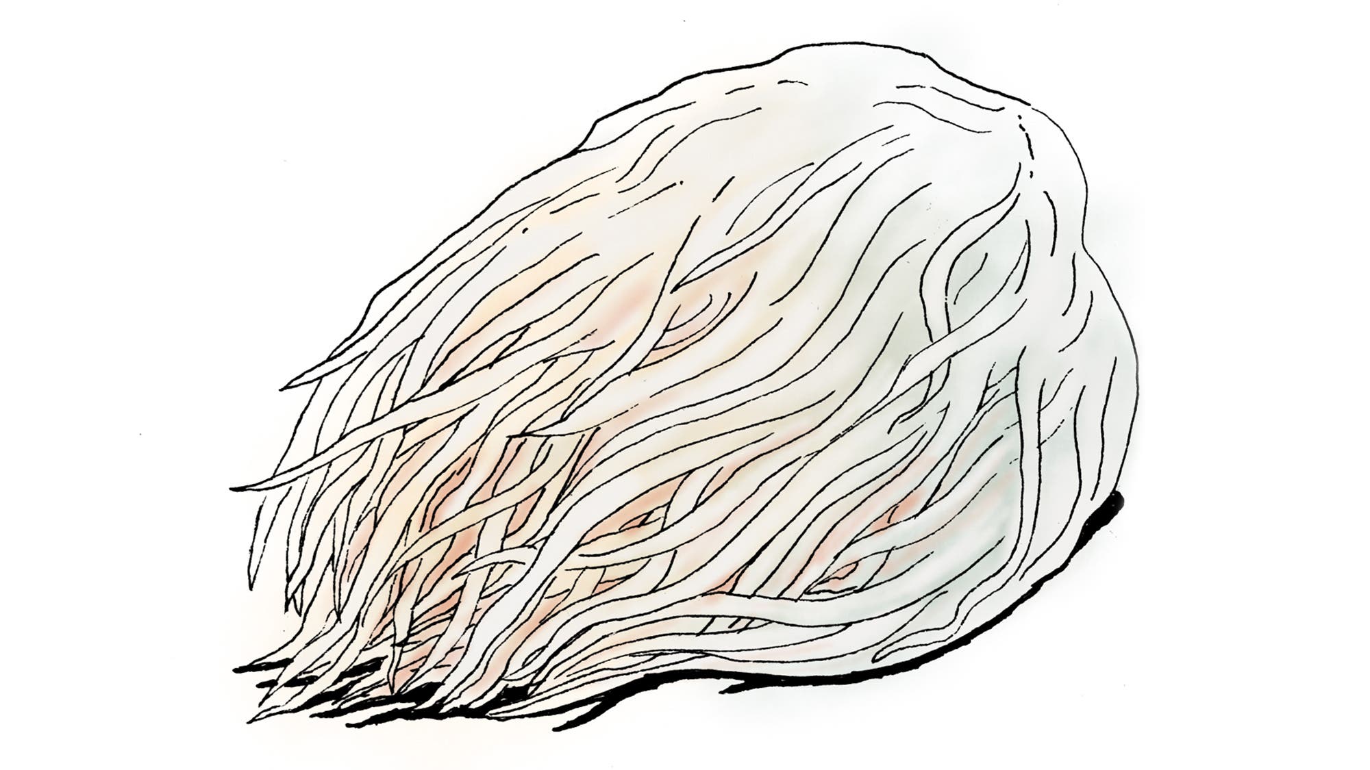 COMP_Lions-Mane_84-web Lion's Mane