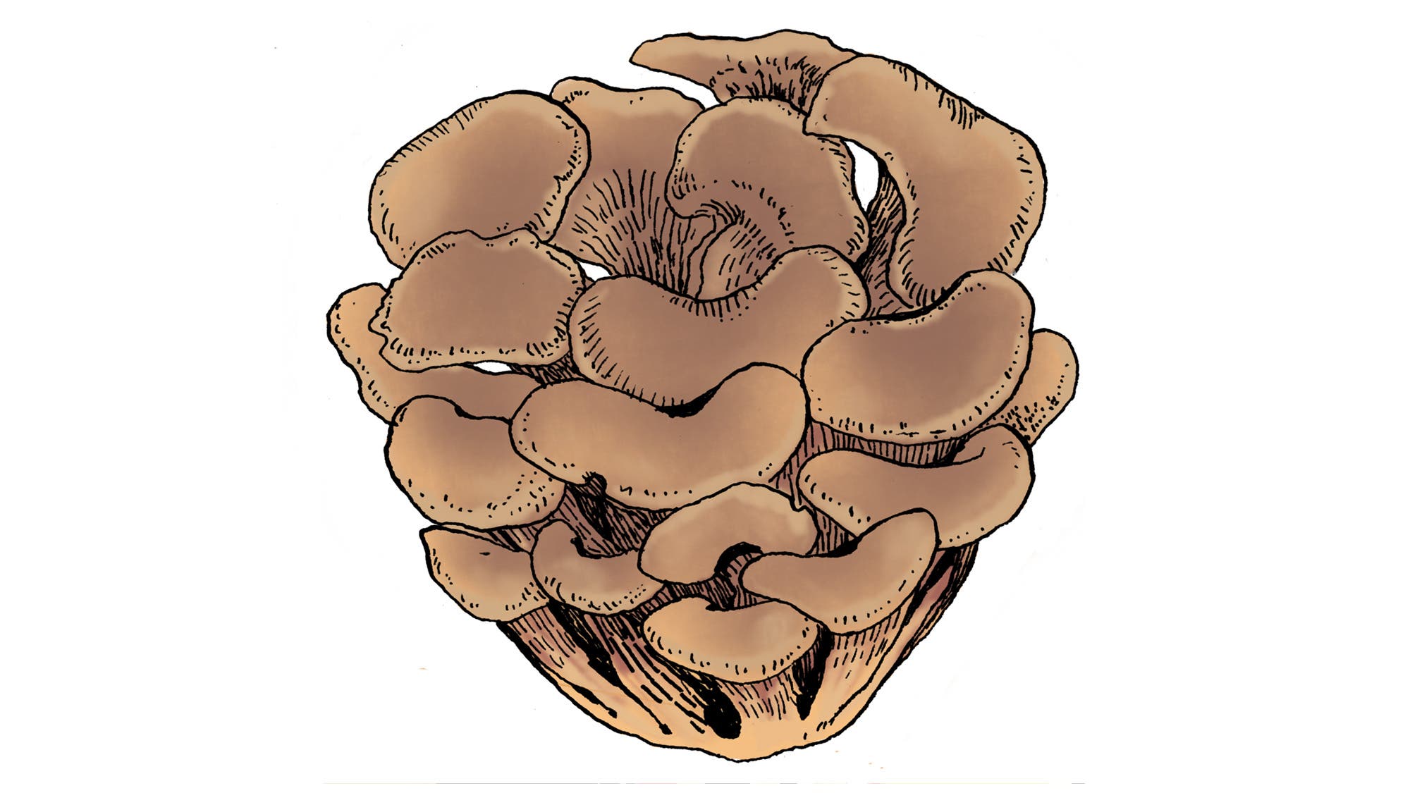 Maitake