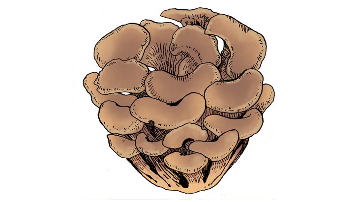 COMP_Maitake_84-web Maitake