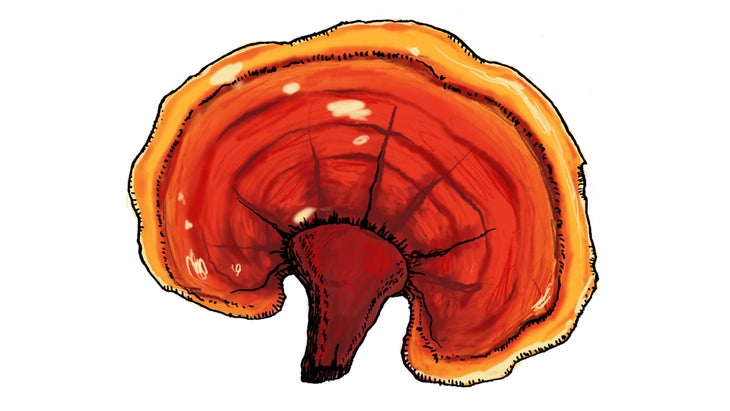 COMP_Reishi_84-web Reishi