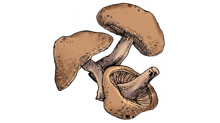 COMP_Shiitake_84-web Shiitake