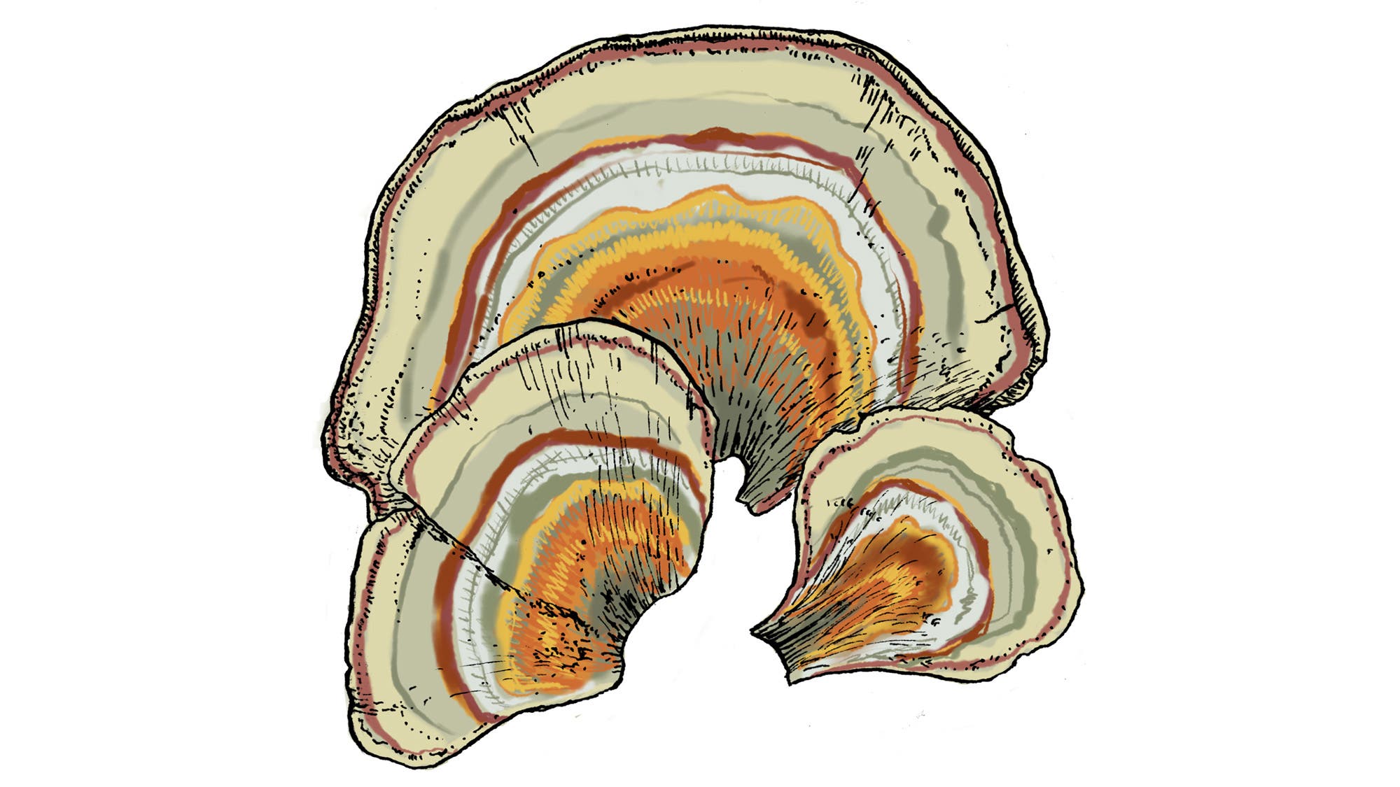 COMP_Turkey-Tail_84-web Turkey Tail