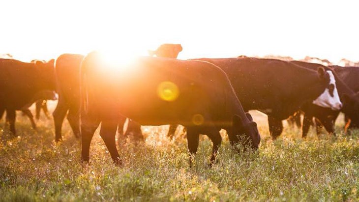 KATE_Cows-Inset_84-web None