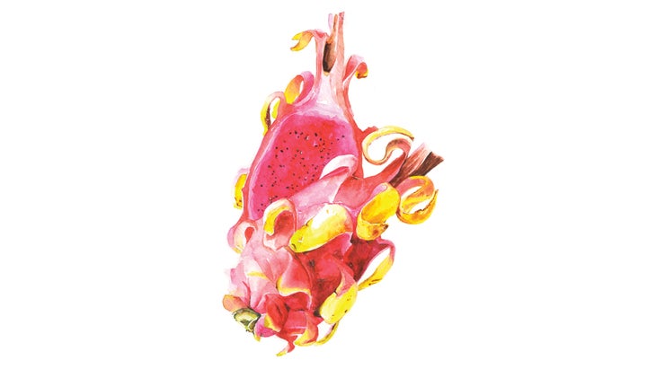 BNB_Dragon-Fruit-Illustration_86-web Dragon fruit