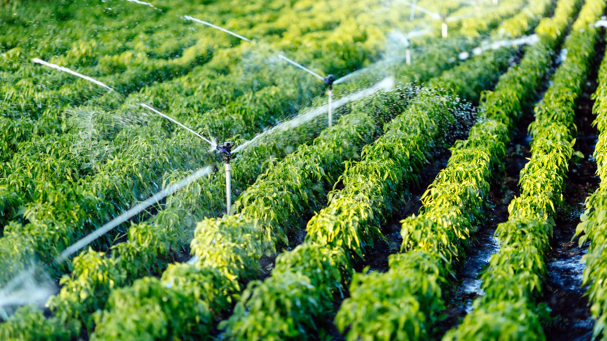 Irrigation system; water friendly diet
