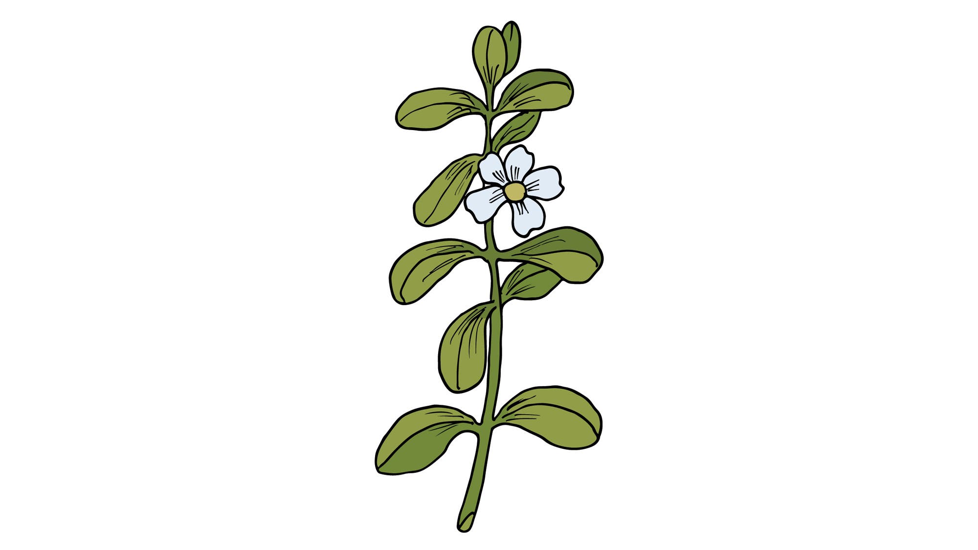 Bacopa monnieri, a traditional Ayurvedic herb