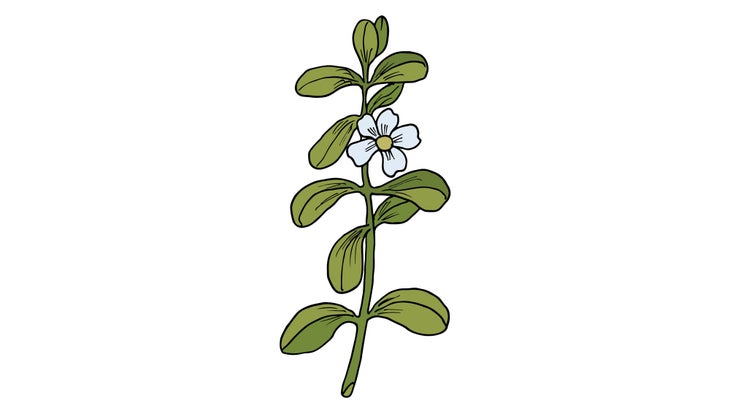 COMPLEMENTS_Brahmi-Inset_88-web Bacopa monnieri, a traditional Ayurvedic herb