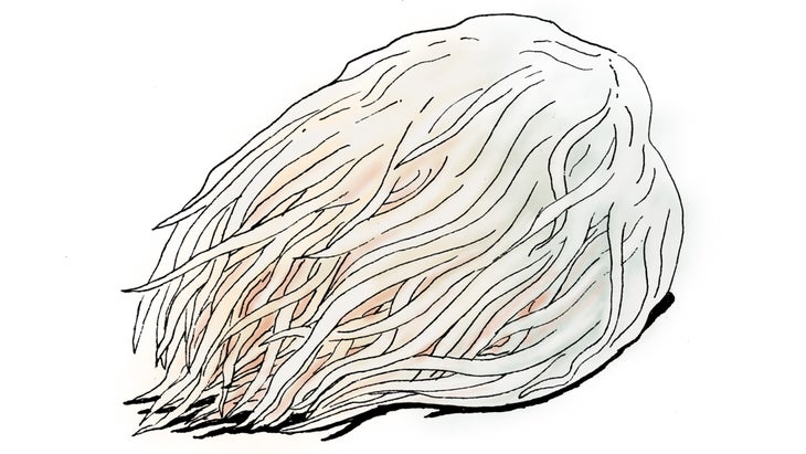 COMPLEMENTS_Fungi-Inset_88-web Lion's Mane