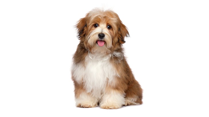 BNB_Furry-Friend-Inset_90-web Dog