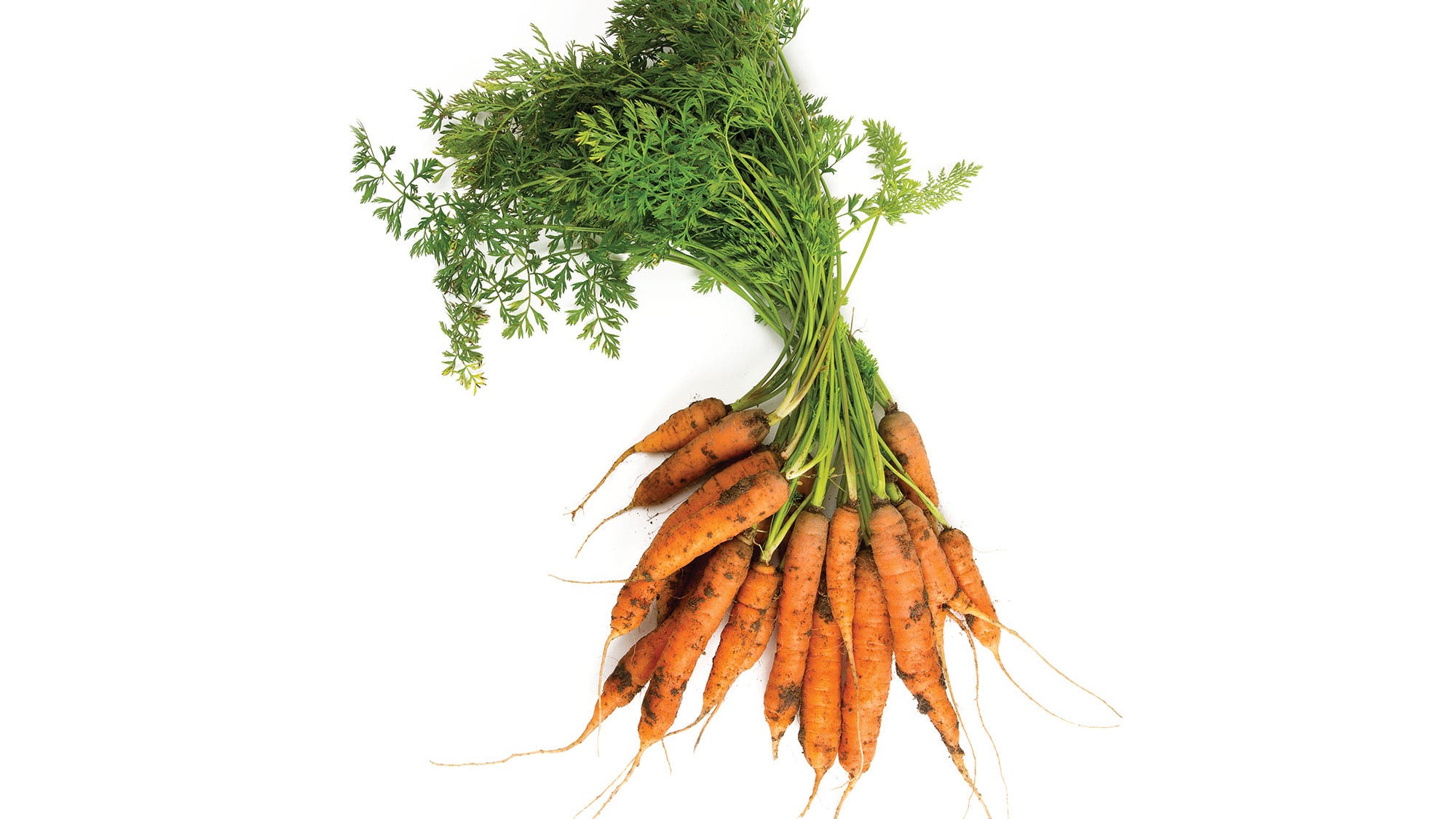 Complements-Carrots_92-web None