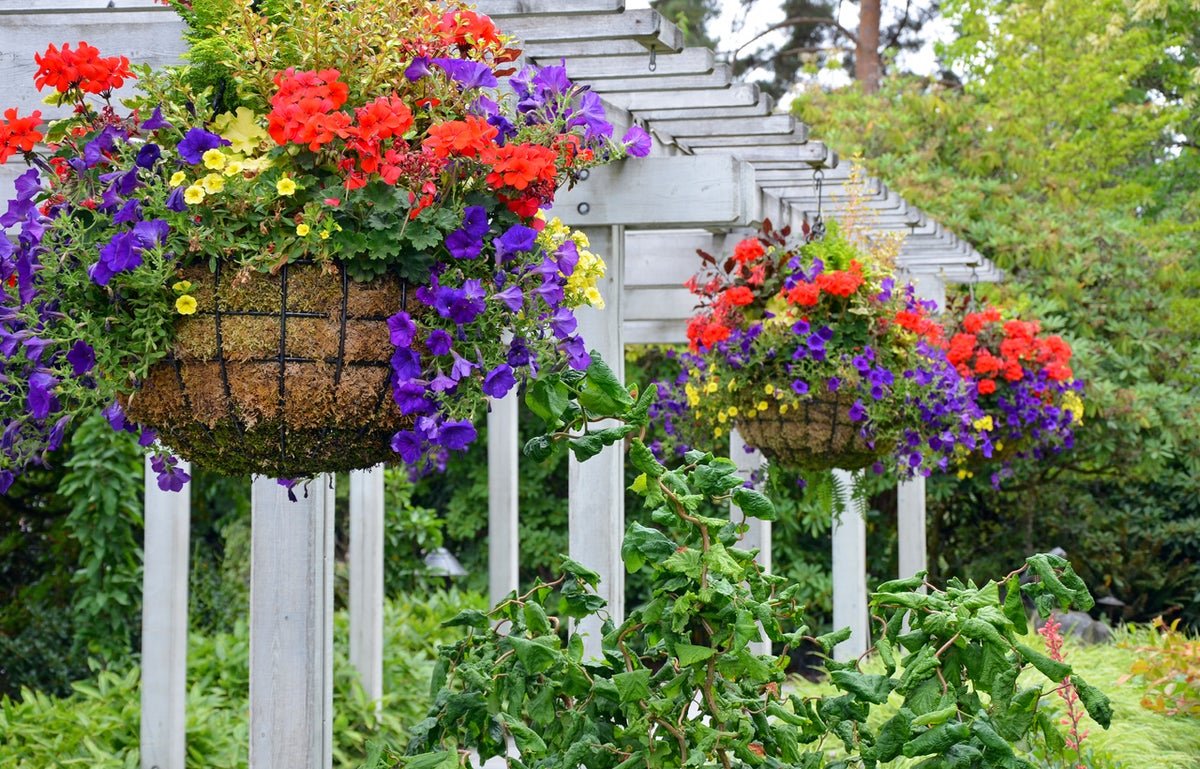 Best Hanging Baskets for Home and Garden