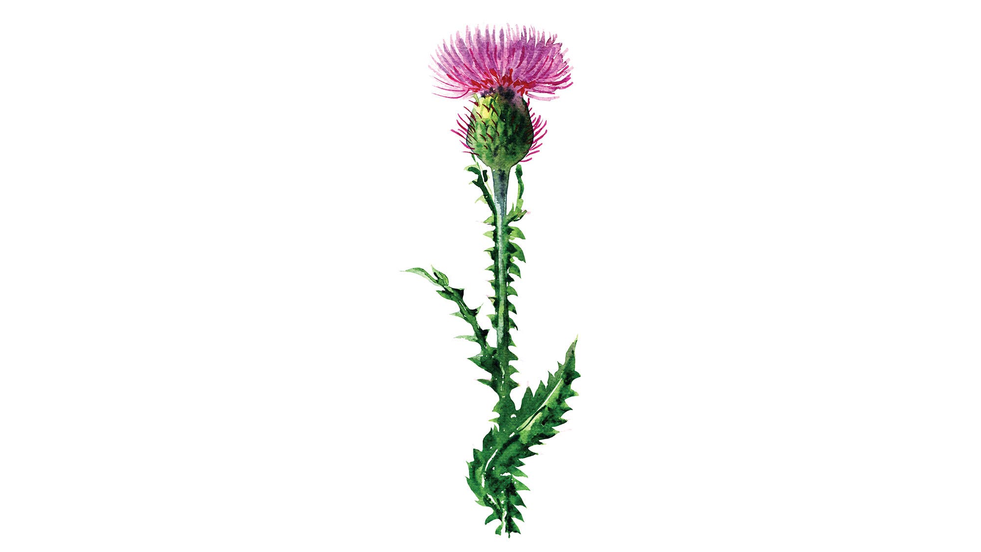 Complements-Milk-Thistle_95-web Milk Thistle