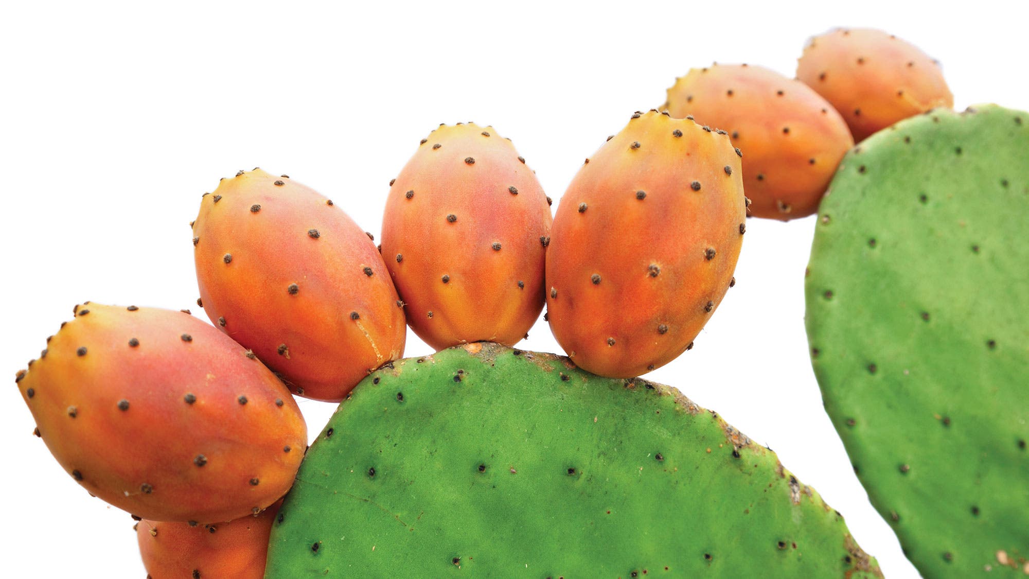 Complements-Nopal-Cactus_95-web Prickly Pear
