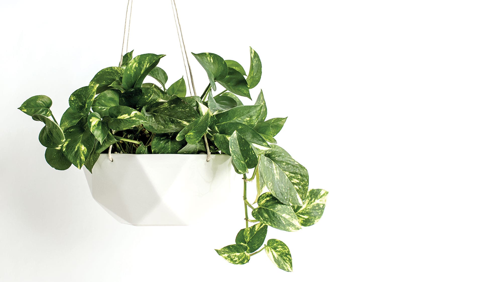 hanging plants can boost mood and improve air quality