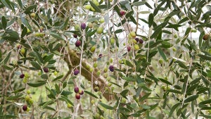 olive tree