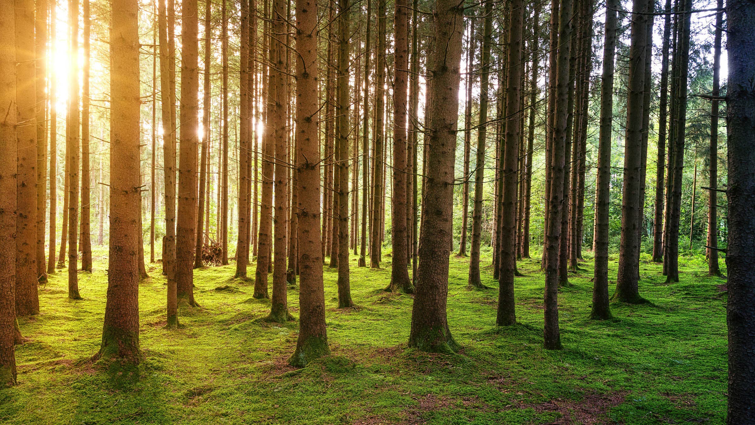 Sun filtering through trees in a green wood