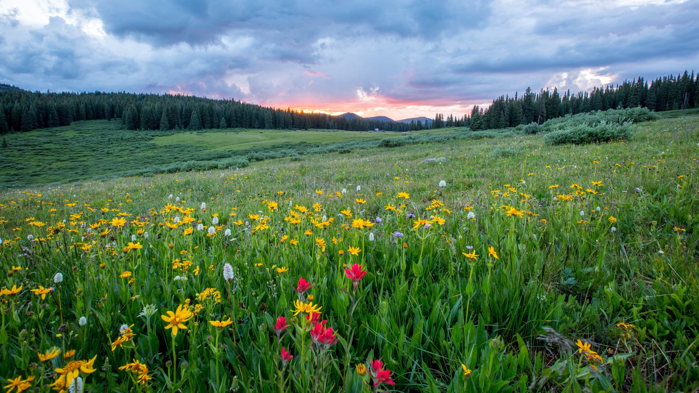 Wildflower meadow underneath a cloudy sky