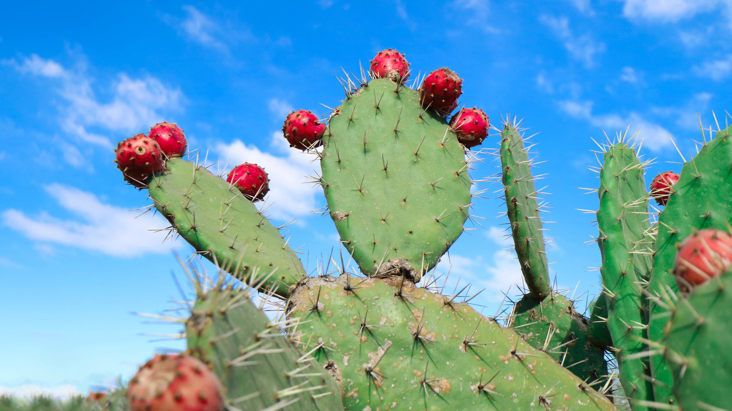 Cactus: A Highly Sustainable and Healthy Food