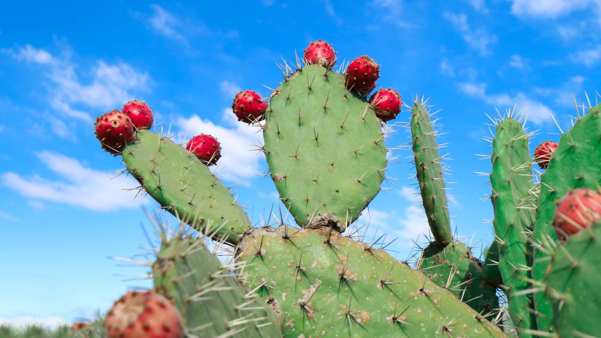 Nopales are a prickly but delicious treat